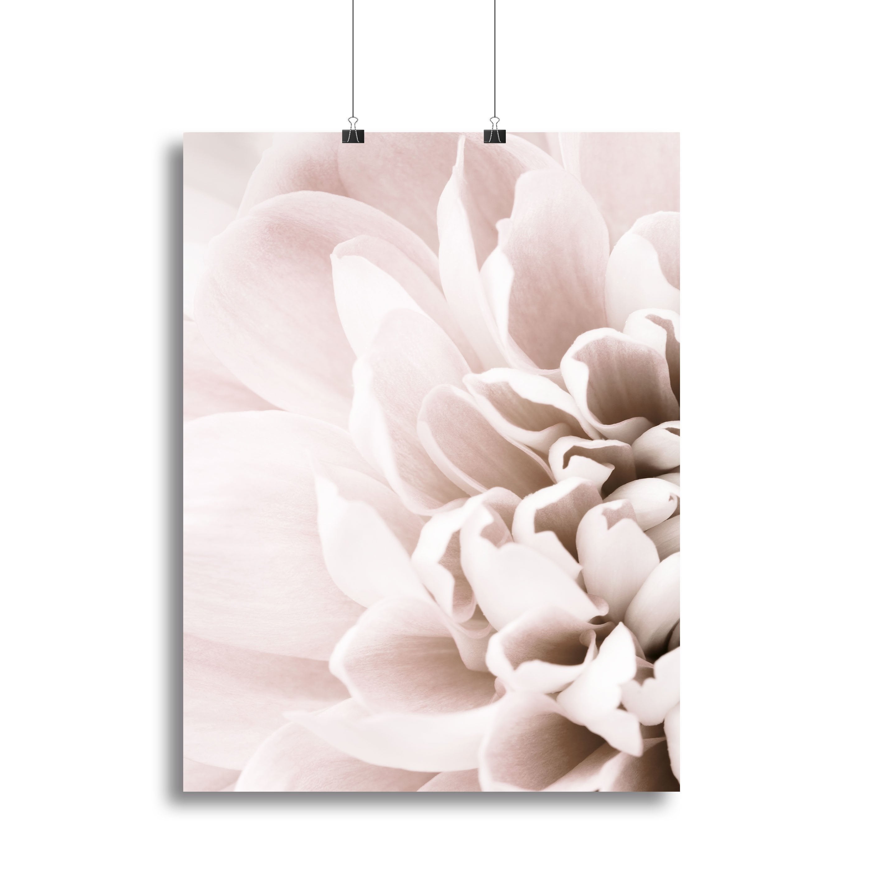 Chrysanthemum No 02 Canvas Print or Poster - Canvas Art Rocks - 2