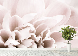 Chrysanthemum No 02 Wall Mural Wallpaper - Canvas Art Rocks - 4