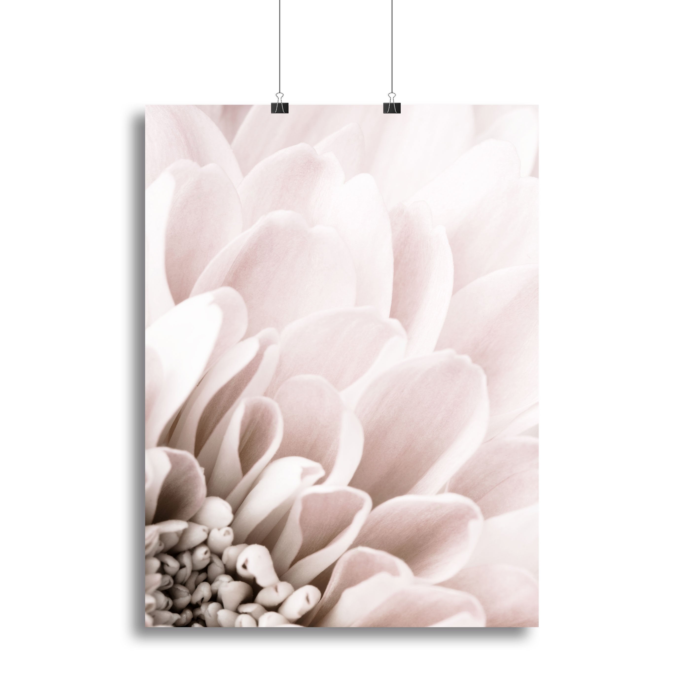 Chrysanthemum No 03 Canvas Print or Poster - Canvas Art Rocks - 2