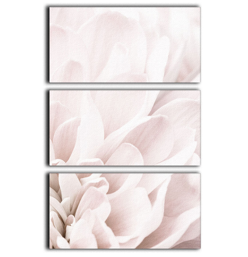 Chrysanthemum No 04 3 Split Panel Canvas Print - Canvas Art Rocks - 1