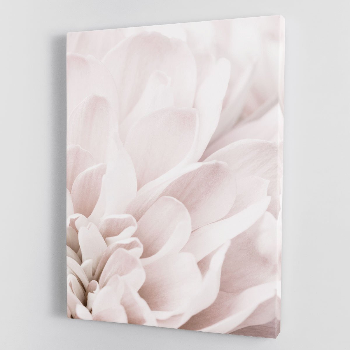 Chrysanthemum No 04 Canvas Print or Poster - Canvas Art Rocks - 1
