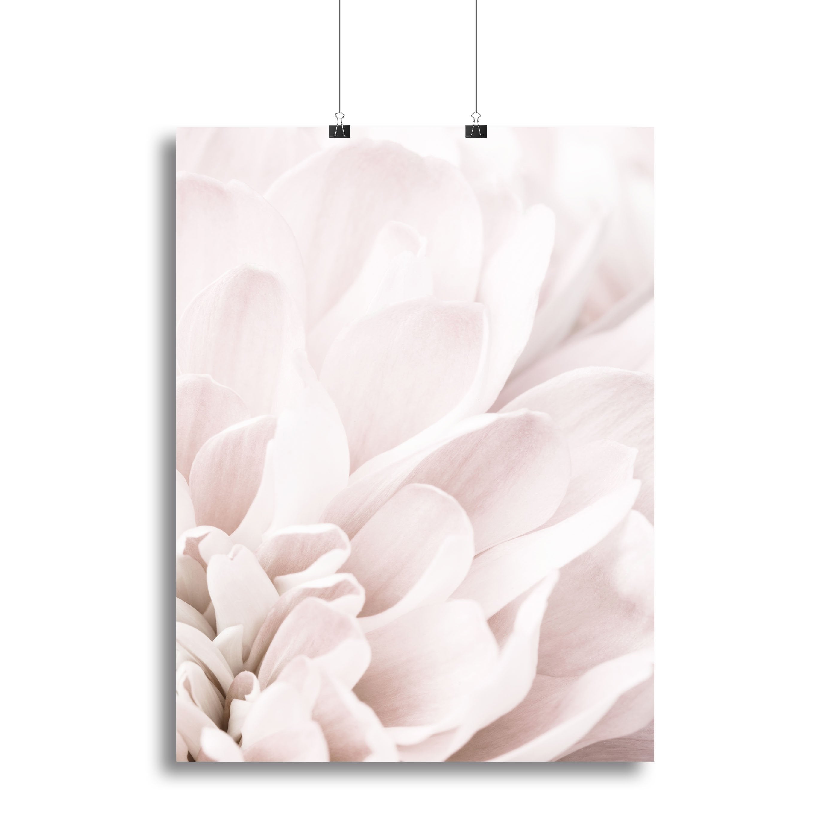 Chrysanthemum No 04 Canvas Print or Poster - Canvas Art Rocks - 2