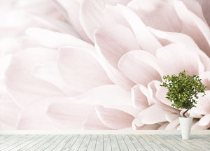 Chrysanthemum No 04 Wall Mural Wallpaper - Canvas Art Rocks - 4