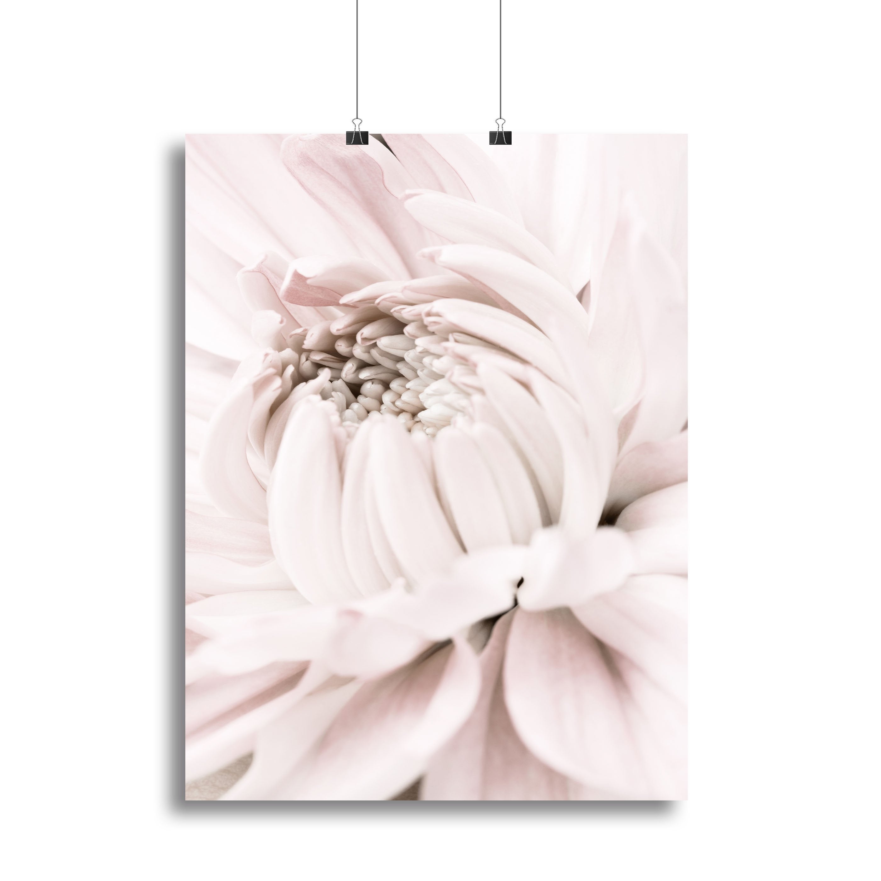 Chrysanthemum No 05 Canvas Print or Poster - Canvas Art Rocks - 2