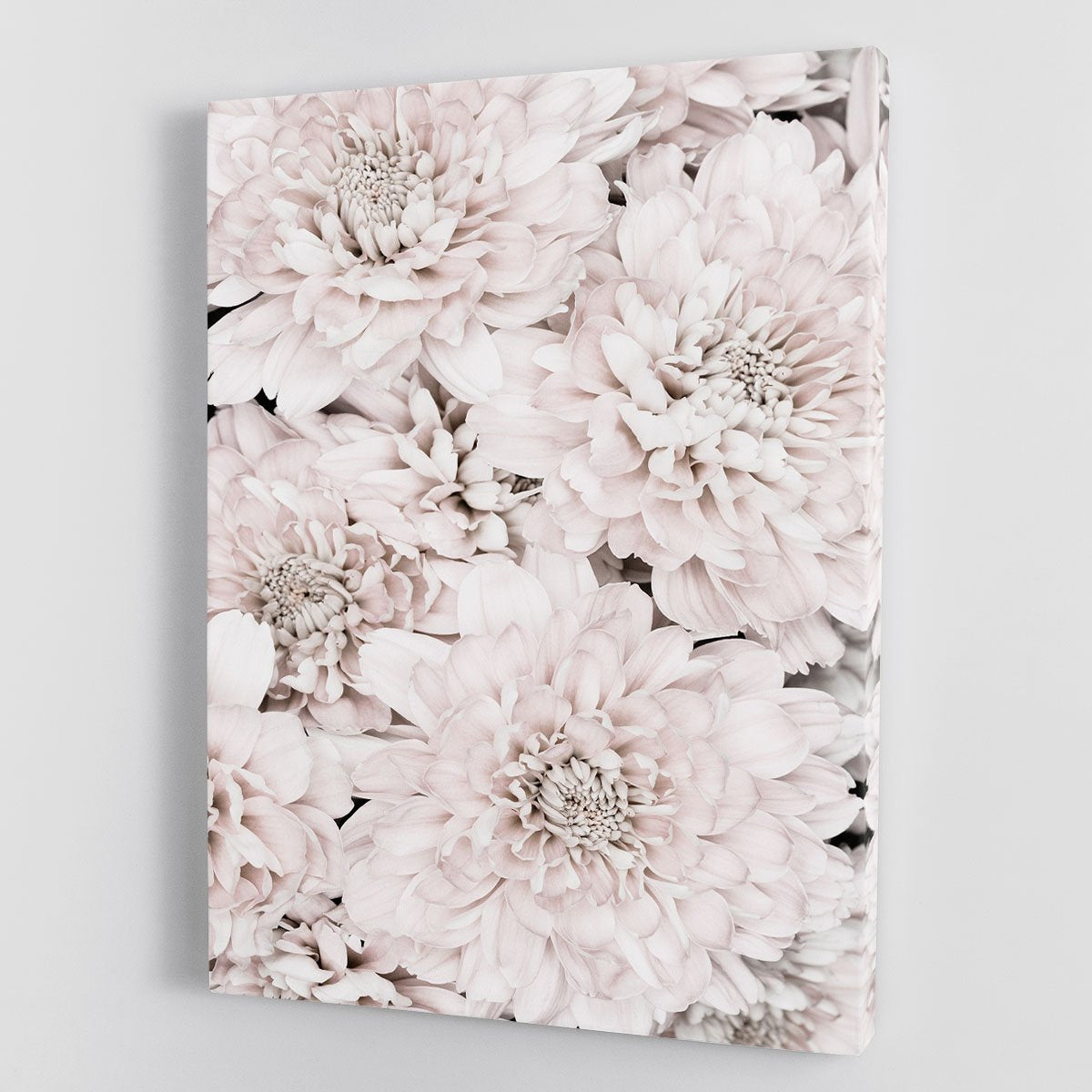 Chrysanthemum No 07 Canvas Print or Poster - Canvas Art Rocks - 1