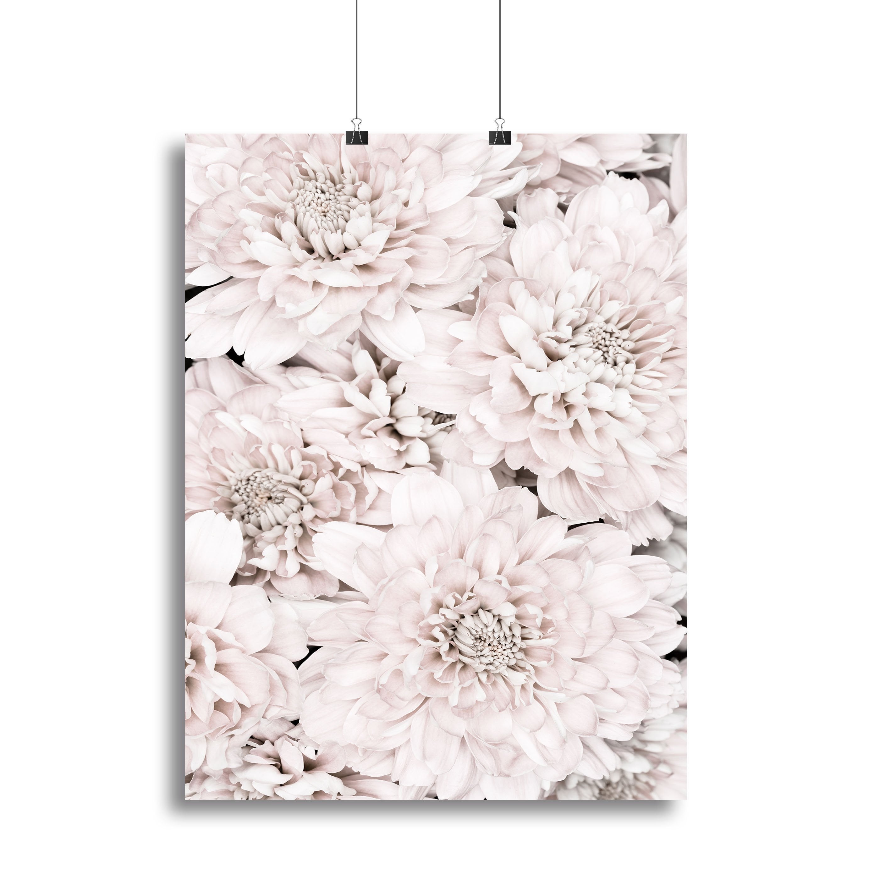 Chrysanthemum No 07 Canvas Print or Poster - Canvas Art Rocks - 2