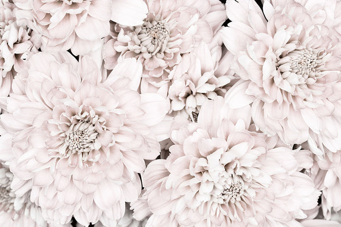 Chrysanthemum No 07 Wall Mural Wallpaper