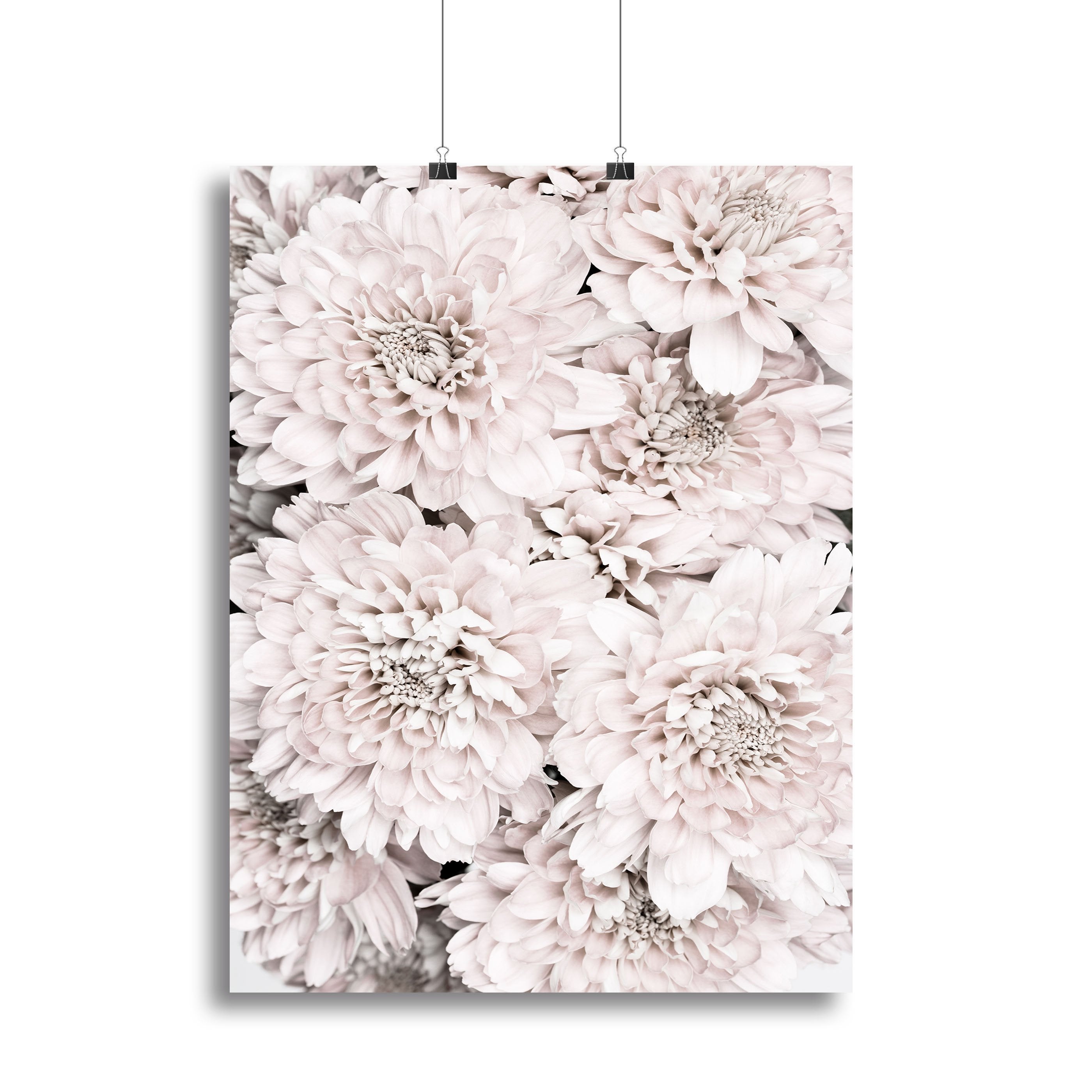 Chrysanthemum No 09 Canvas Print or Poster - Canvas Art Rocks - 2