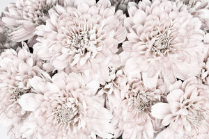 Chrysanthemum No 09 Wall Mural Wallpaper - Canvas Art Rocks - 1