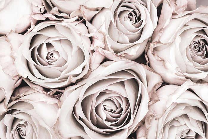 Grey Roses No 01 Wall Mural Wallpaper