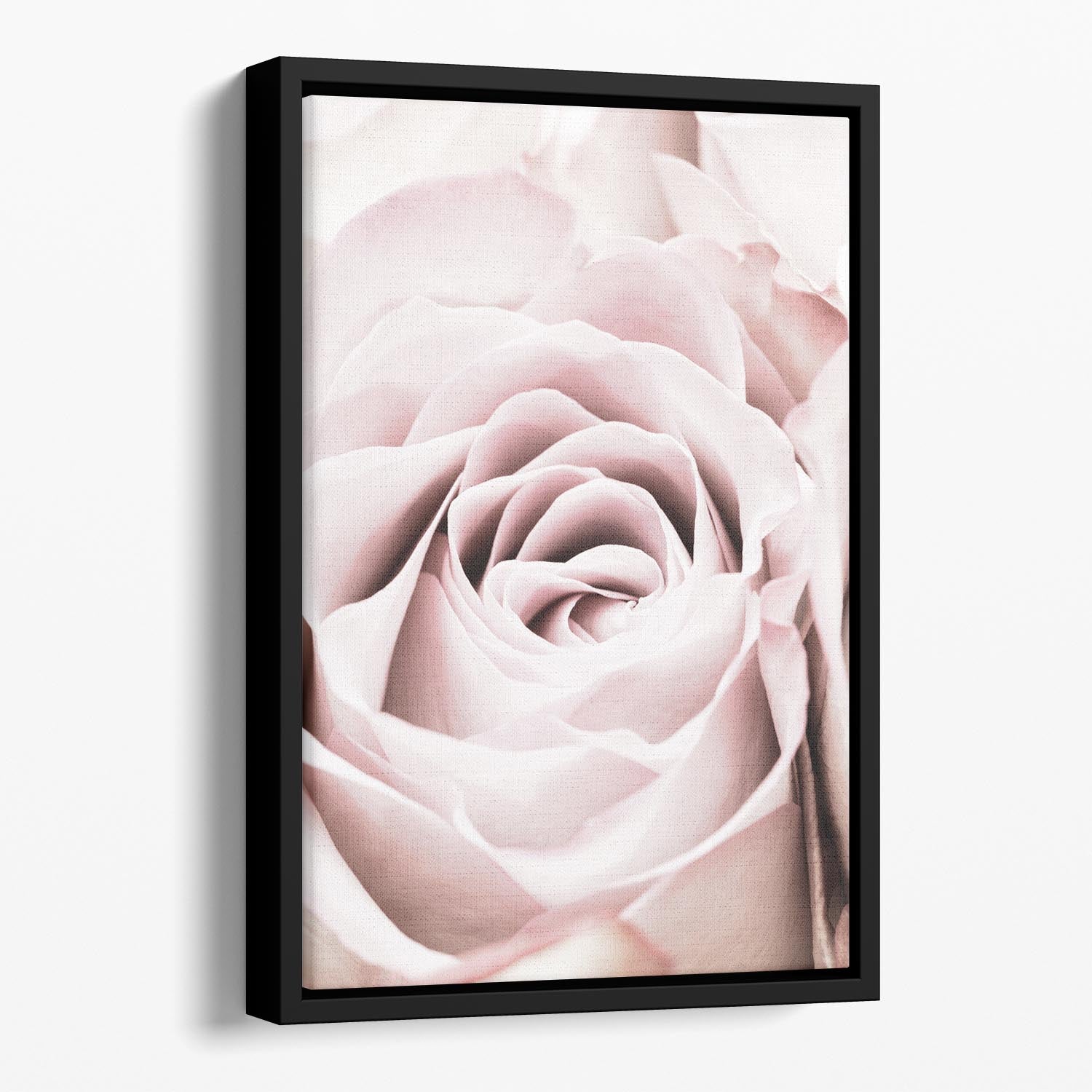 Pink Rose No 06 Floating Framed Canvas - Canvas Art Rocks - 1