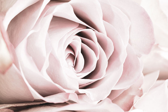 Pink Rose No 06 Wall Mural Wallpaper