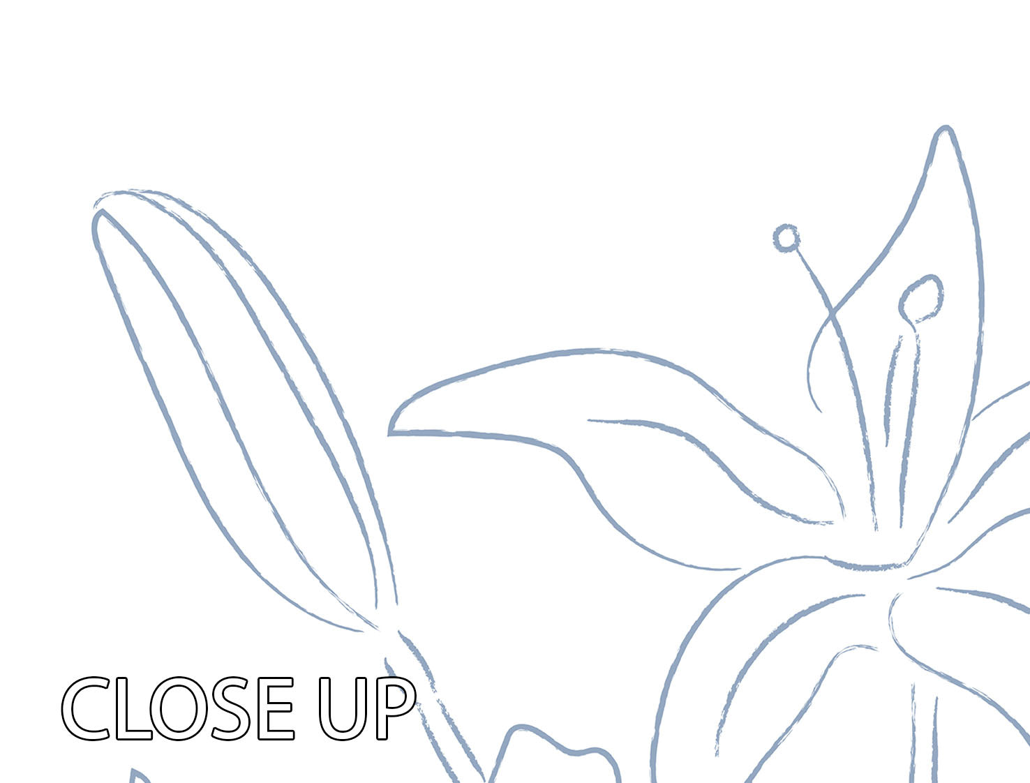 Lillies No 01 3 Split Panel Canvas Print - Canvas Art Rocks - 3