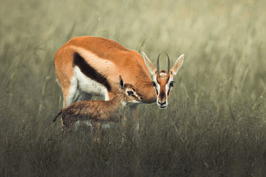 Gazelles Grazing Wall Mural Wallpaper - Canvas Art Rocks - 1