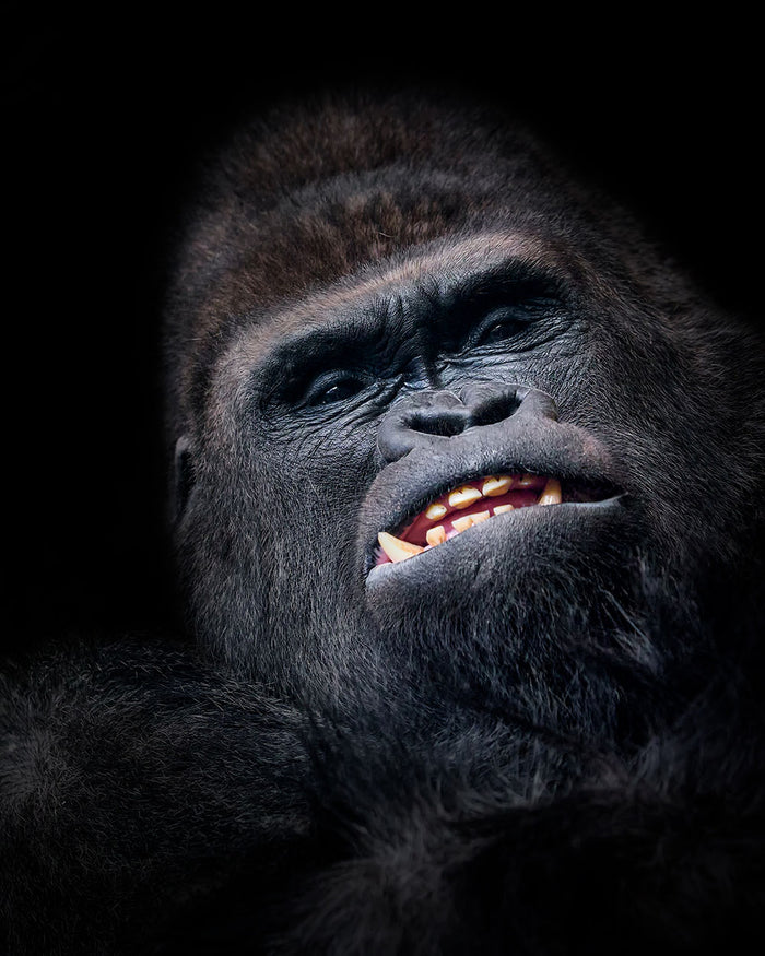 Gorilla face seen from above Wall Mural Wallpaper