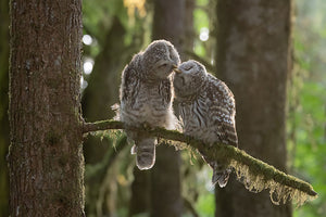 Two Owls Kissing Wall Mural Wallpaper - Canvas Art Rocks - 1