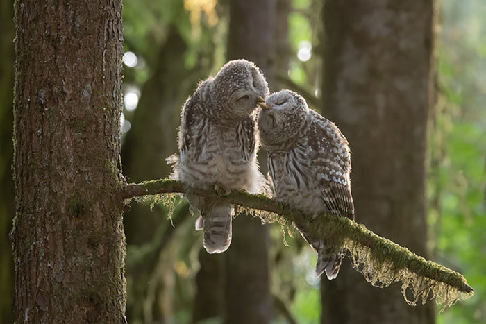 Two Owls Kissing Wall Mural Wallpaper