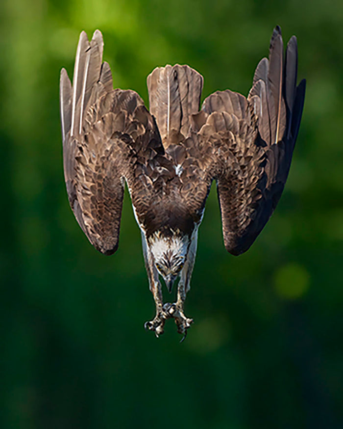 An Eagle Preparing To Attack Wall Mural Wallpaper