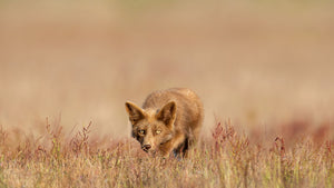 A Fox On The Hunt Wall Mural Wallpaper - Canvas Art Rocks - 1