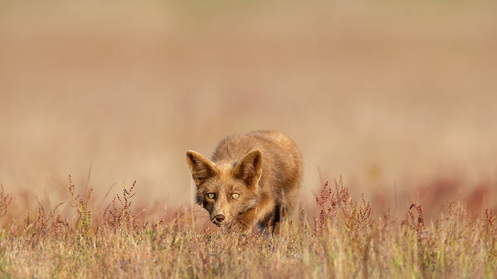 A Fox On The Hunt Wall Mural Wallpaper