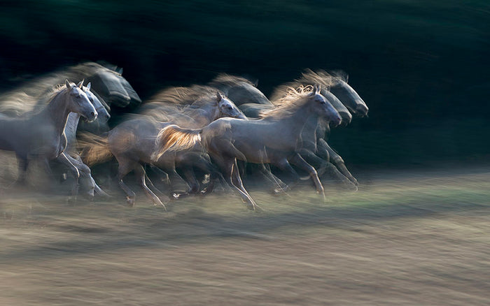 A Horses Gallop Wall Mural Wallpaper