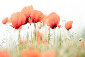 Poppies On A Summer Day Wall Mural Wallpaper - Canvas Art Rocks - 1