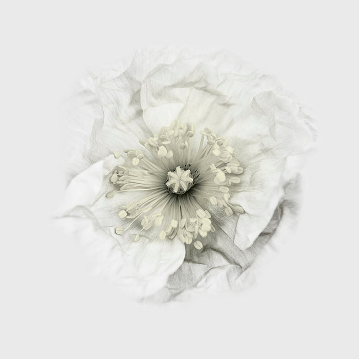 A White Poppy Wall Mural Wallpaper