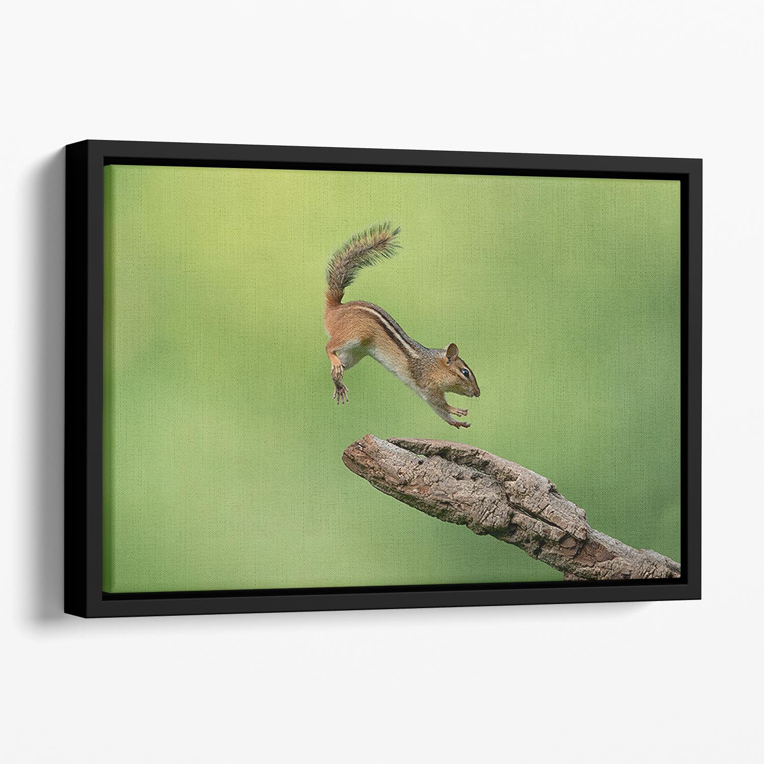 Squirell Leaping Floating Framed Canvas - Canvas Art Rocks - 1