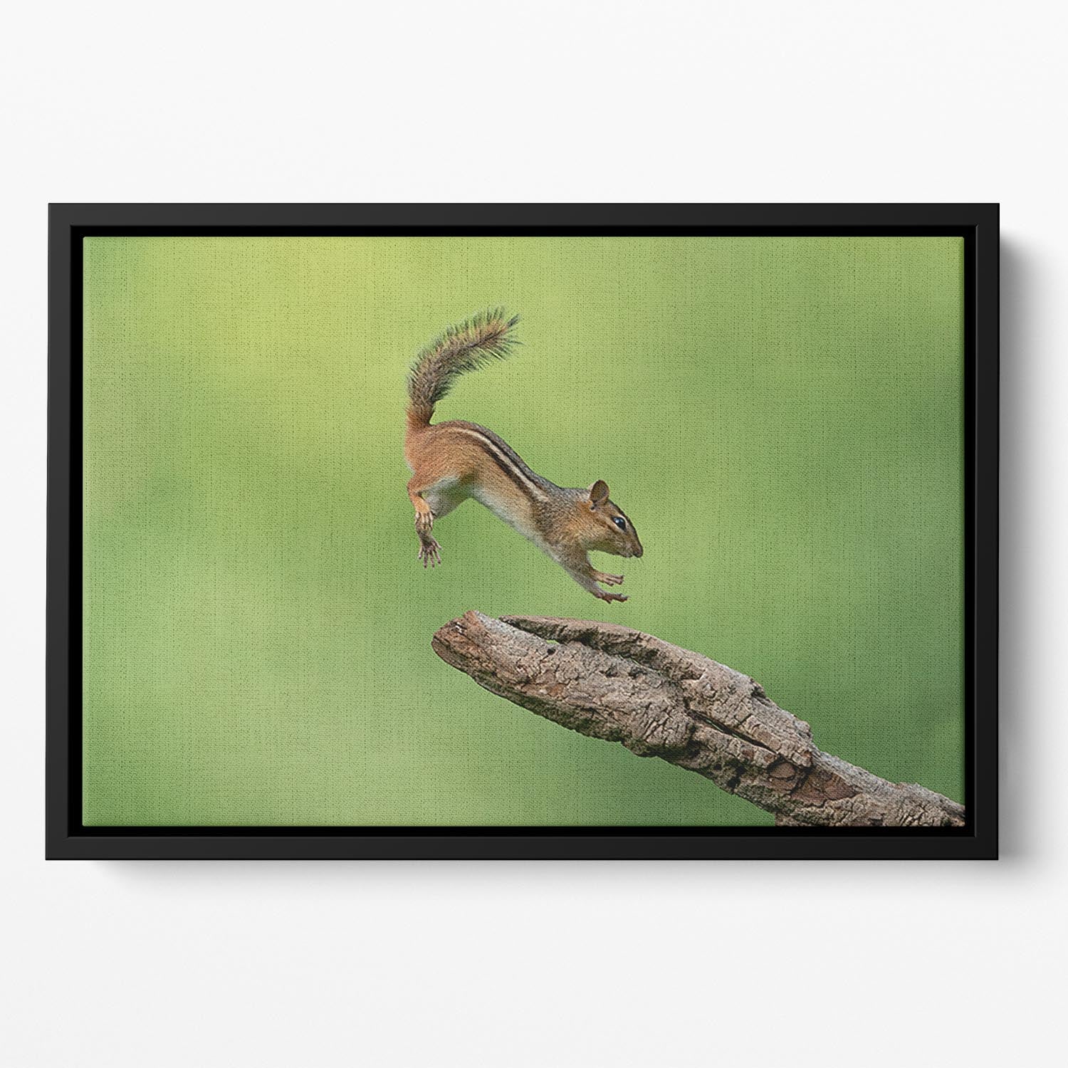 Squirell Leaping Floating Framed Canvas - Canvas Art Rocks - 2