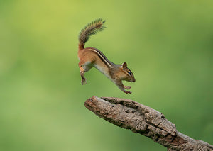 Squirell Leaping Wall Mural Wallpaper - Canvas Art Rocks - 1