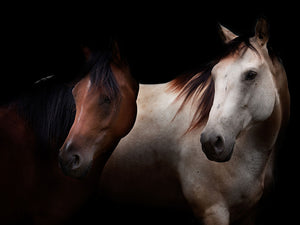 Horses In The Dark Wall Mural Wallpaper - Canvas Art Rocks - 1