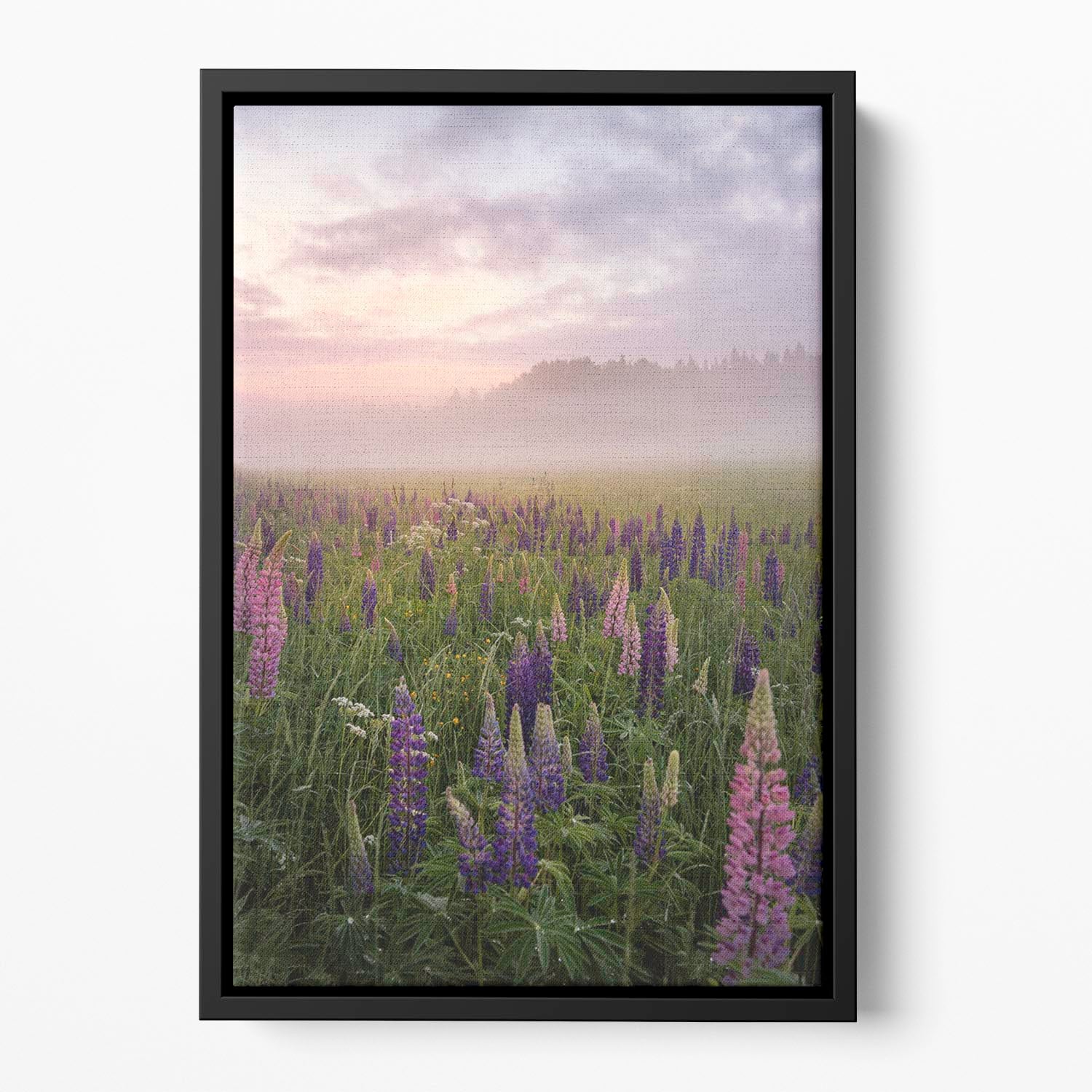 Lupines On A Foggy Day Floating Framed Canvas - Canvas Art Rocks - 2