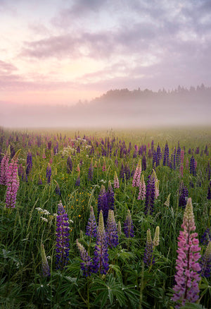 Lupines On A Foggy Day Wall Mural Wallpaper - Canvas Art Rocks - 1