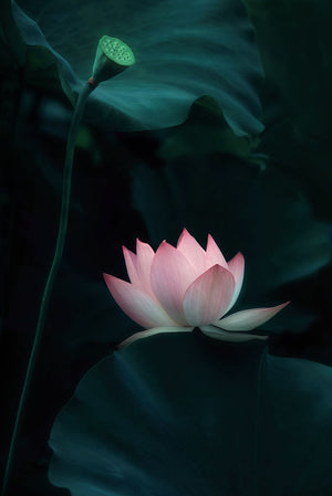 Lotus Flower Wall Mural Wallpaper - Canvas Art Rocks - 1