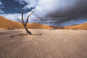 Deadvlei Desert Wall Mural Wallpaper - Canvas Art Rocks - 1