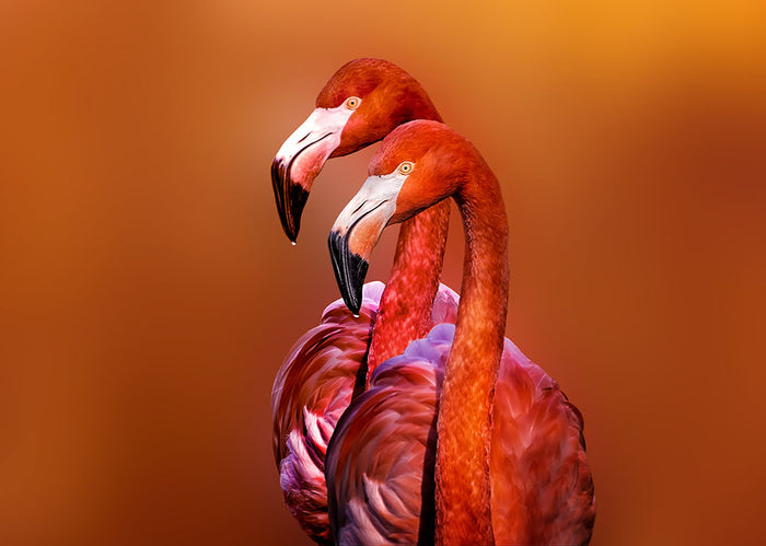 Flamingo Portrait Wall Mural Wallpaper