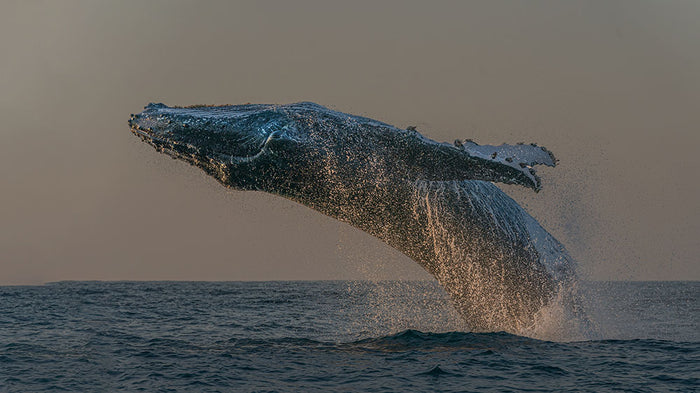 Whale Fliiping Out The Ocean Wall Mural Wallpaper