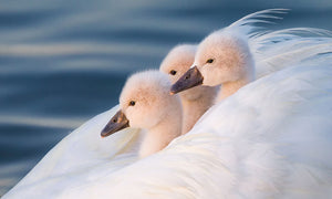 Three White Swans Wall Mural Wallpaper - Canvas Art Rocks - 1