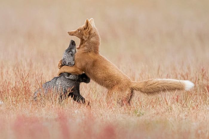 Two Foxes Playing In The Grass Wall Mural Wallpaper