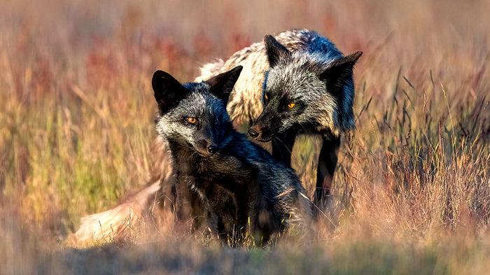 Two Black Foxes Wall Mural Wallpaper