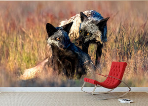 Two Black Foxes Wall Mural Wallpaper - Canvas Art Rocks - 2