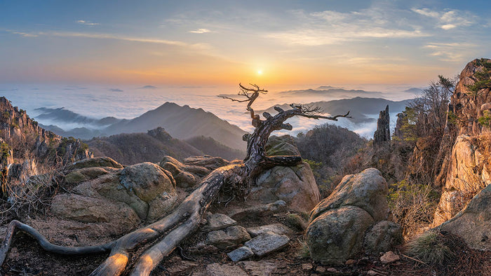 Dead pine On The Mountains Wall Mural Wallpaper