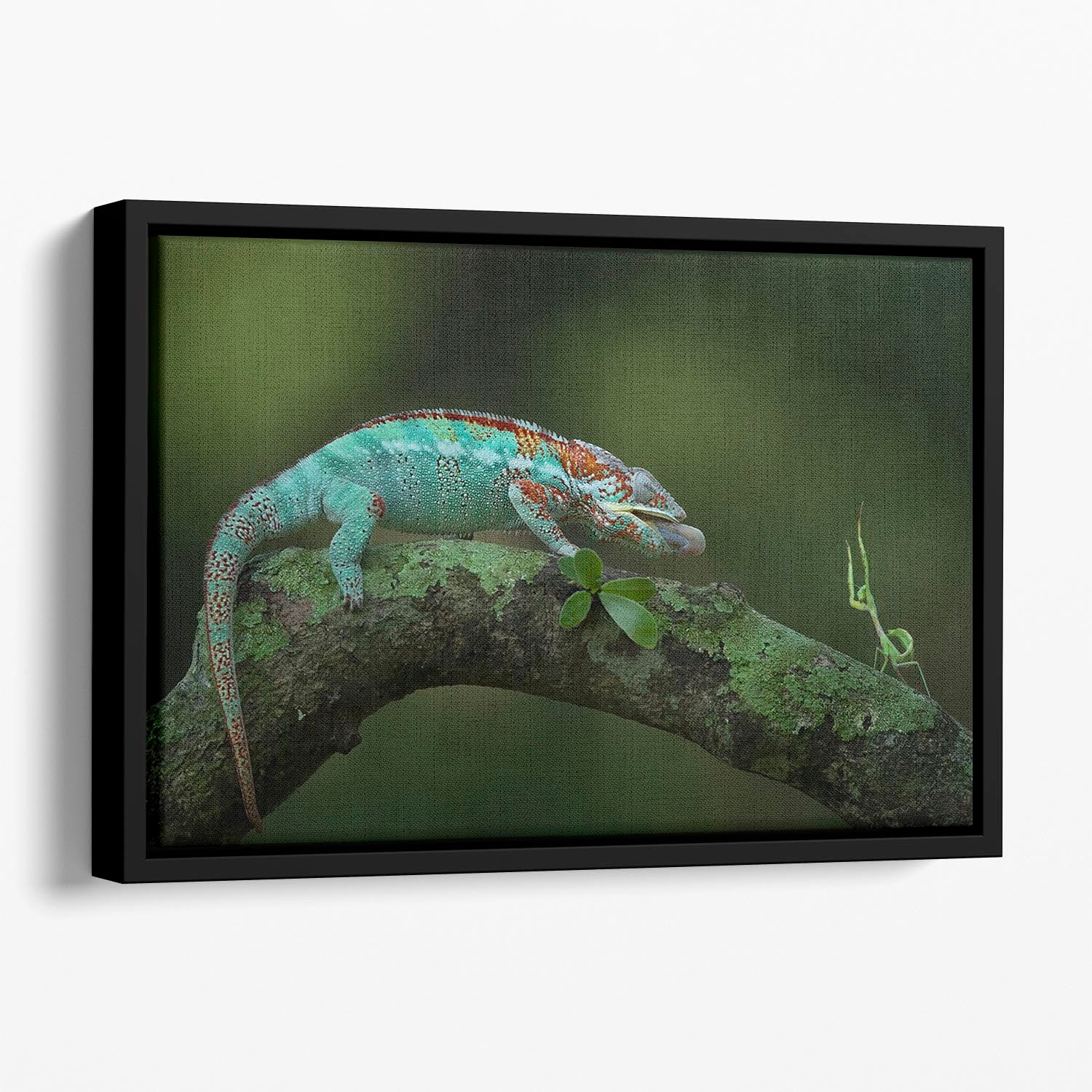 Chamelon Catching Its Prey Floating Framed Canvas - Canvas Art Rocks - 1