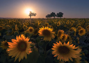 Sunflower Field Wall Mural Wallpaper - Canvas Art Rocks - 1