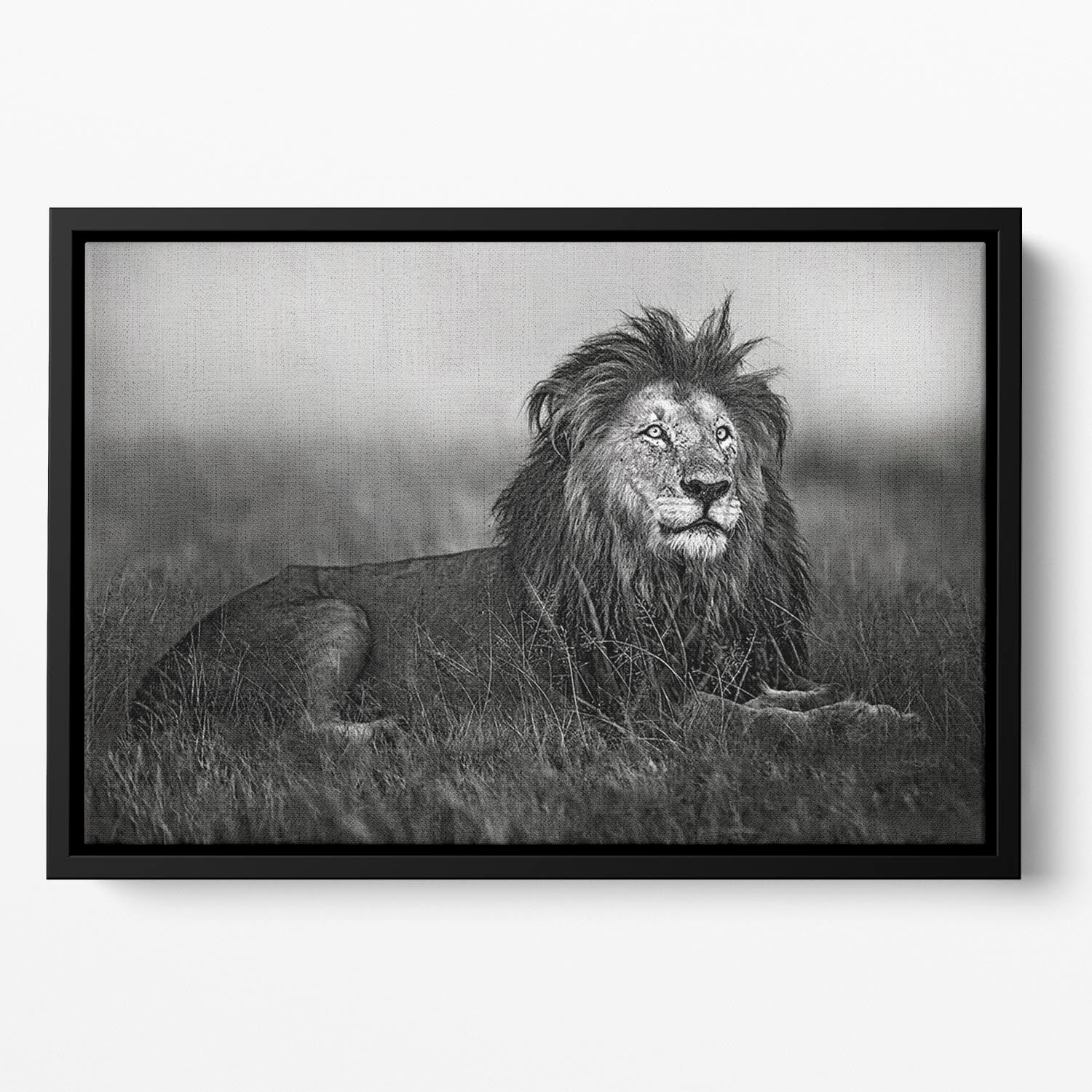 Greyscale Lion Floating Framed Canvas - Canvas Art Rocks - 2