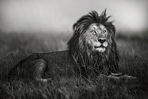 Greyscale Lion Wall Mural Wallpaper - Canvas Art Rocks - 1