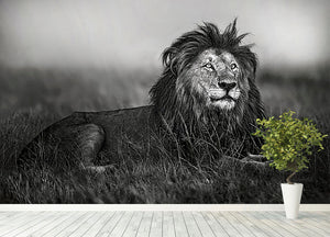 Greyscale Lion Wall Mural Wallpaper - Canvas Art Rocks - 4