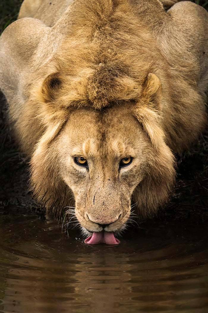 A Thirsty Lion Wall Mural Wallpaper