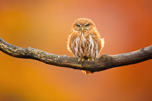 Orange Ferruginous Pygmy Owl Wall Mural Wallpaper - Canvas Art Rocks - 1