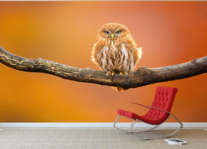 Orange Ferruginous Pygmy Owl Wall Mural Wallpaper - Canvas Art Rocks - 2